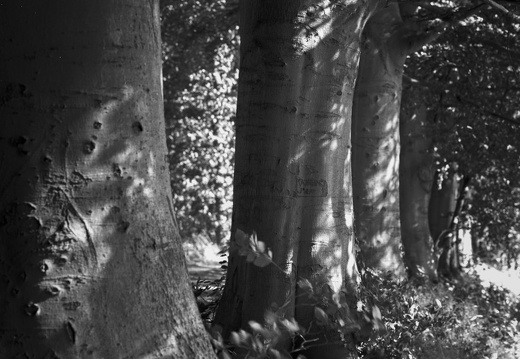 20180717-Mamiya-PanF-StichtseVecht-106