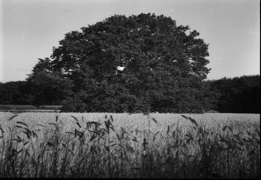 20180717-Mamiya-PanF-StichtseVecht-107