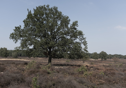 20180802-X100F-Droogte-101