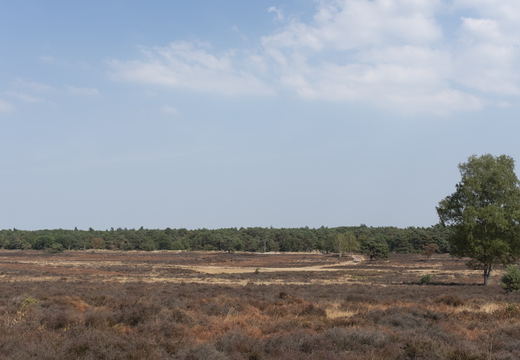 20180802-X100F-Droogte-102
