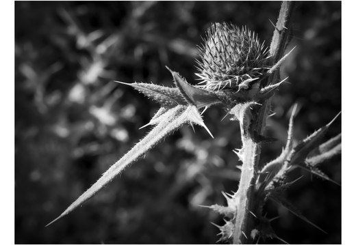 20180802-X100F-Droogte-106