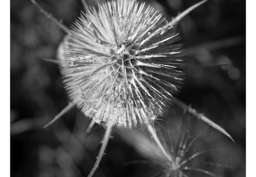 20180802-X100F-Droogte-107
