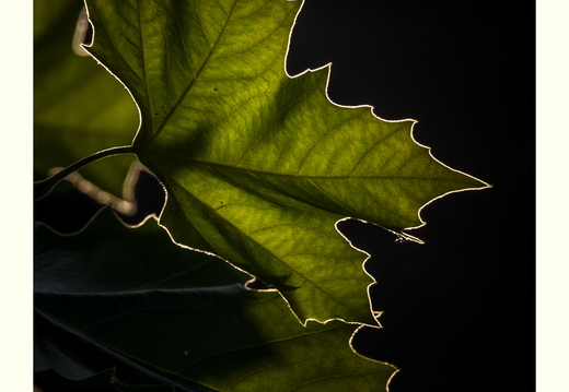 20180806-D800-Tuin-104