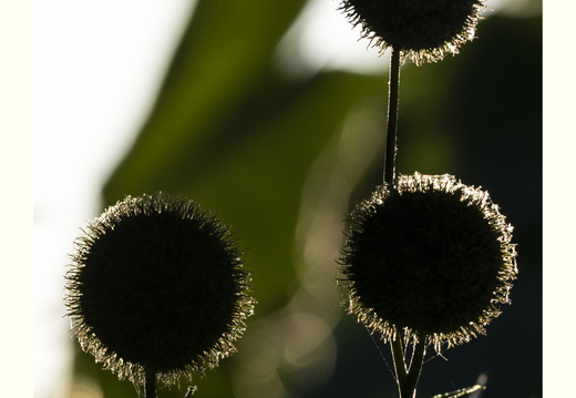 20180806-D800-Tuin-105
