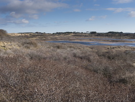 20180204-Kennemerduinen-104