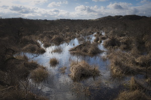 20180204-Kennemerduinen-109