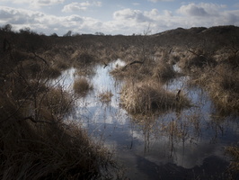 20180204-Kennemerduinen-110