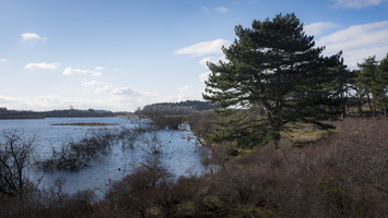 20180204-Kennemerduinen-113