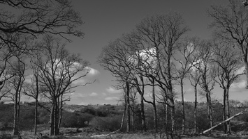 20180204-Kennemerduinen-115