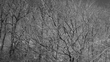 20180204-Kennemerduinen-117