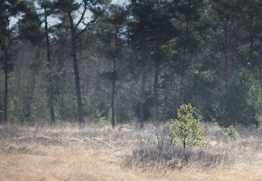 20180225-Oirschot-104