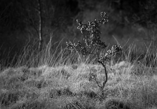 20180225-Oirschot-107