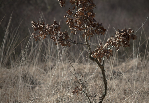 20180225-Oirschot-108