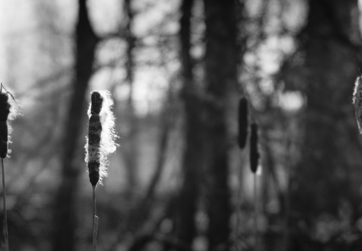 20180225-Oirschot-110