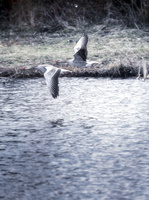 180401-Vecht-106