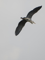 180401-Vecht-114