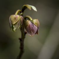20180426-Arboretum-102