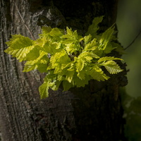 20180426-Arboretum-103