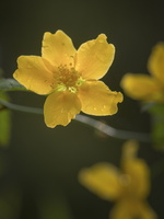 20180426-Arboretum-107