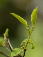 20180426-Arboretum-115