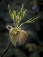 20180426-Arboretum-121