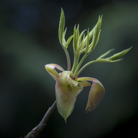20180426-Arboretum-124
