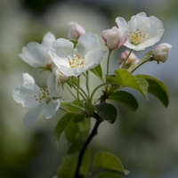 20180426-Arboretum-131