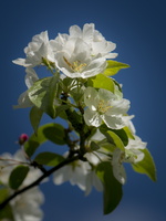 20180426-Arboretum-132
