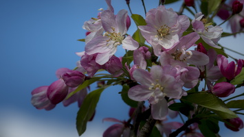 20180426-Arboretum-135