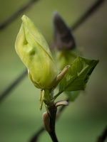 20180426-Arboretum-137