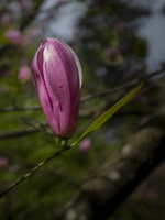 20180426-Arboretum-138