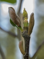 20180426-Arboretum-139