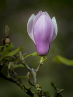 20180426-Arboretum-142