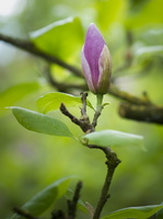 20180426-Arboretum-147