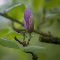 20180426-Arboretum-149