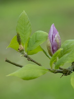 20180426-Arboretum-153