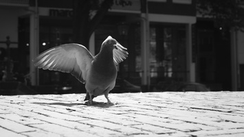20180526-Amsterdam-120