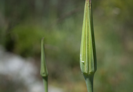 20180516-Castellane-104