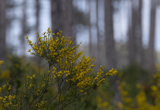 20180516-ForetTourrettes-100