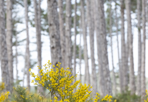 20180516-ForetTourrettes-101