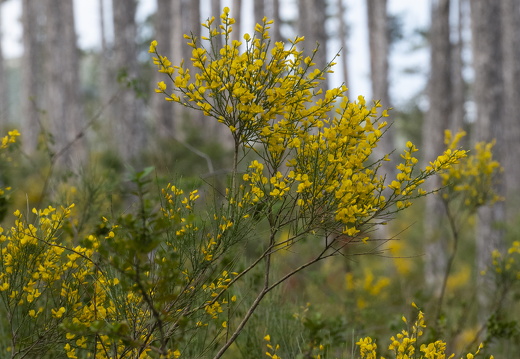 20180516-ForetTourrettes-102