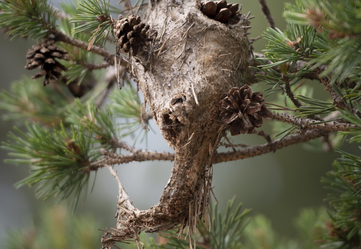 20180516-ForetTourrettes-103