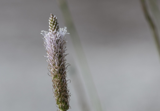 20180516-ForetTourrettes-104