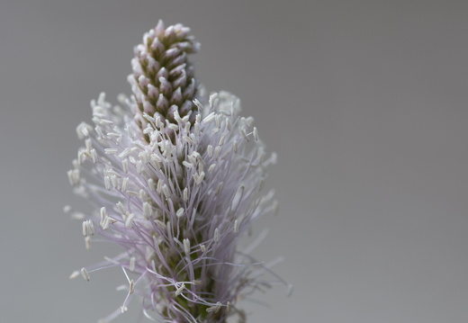 20180516-ForetTourrettes-105