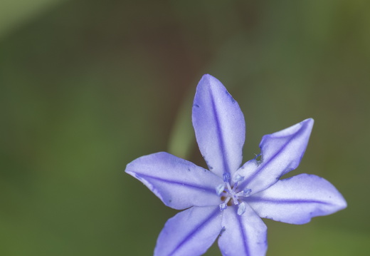 20180516-ForetTourrettes-106