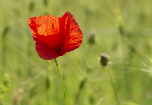 20180516-ForetTourrettes-107