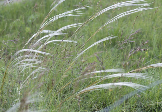 20180516-ForetTourrettes-108