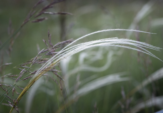 20180516-ForetTourrettes-109