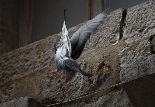 20180613-Grasse-113