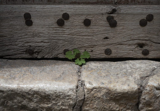 20180613-Grasse-117